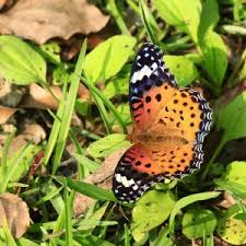 Attēlu rezultāti vaicājumam “Argynnis laodice male”