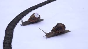Image result for World Snail Racing Championships