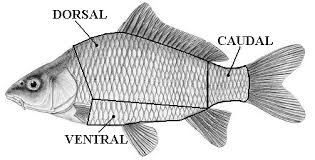 Image result for Cyprinus carpio