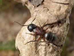 Attēlu rezultāti vaicājumam “Camponotus herculeanus”