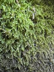 Attēlu rezultāti vaicājumam “Cephalozia bicuspidata sporophyte”