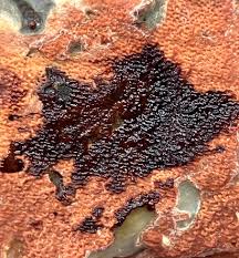 Attēlu rezultāti vaicājumam “Gloeoporus taxicola”