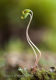 Attēlu rezultāti vaicājumam “Polytrichastrum pallidisetum macro”