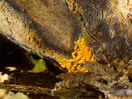 Attēlu rezultāti vaicājumam “Badhamia utricularis plasmodium”