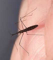 Attēlu rezultāti vaicājumam “Cetonia aurata imago”