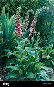 Image result for Digitalis grandiflora