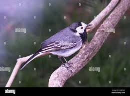 Attēlu rezultāti vaicājumam “Motacilla alba adult”