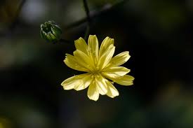 Attēlu rezultāti vaicājumam “Lapsana communis flower”