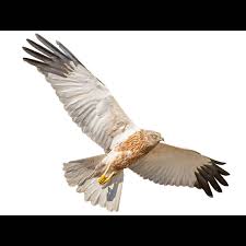 Attēlu rezultāti vaicājumam “Circus aeruginosus”