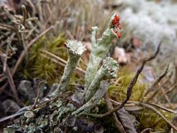 Attēlu rezultāti vaicājumam “Cladonia deformis”