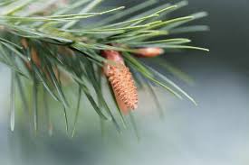 Attēlu rezultāti vaicājumam “Pseudotsuga menziesii flower”