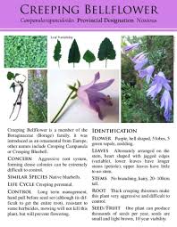 Attēlu rezultāti vaicājumam “Campanula rapunculoides bud”