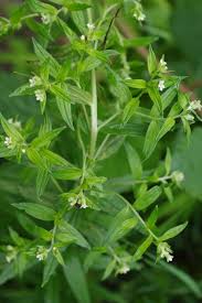 Attēlu rezultāti vaicājumam “Lithospermum officinale leaf”