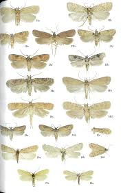 Attēlu rezultāti vaicājumam “Depressariidae”