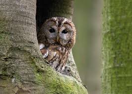 Image result for Strix aluco