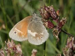 Attēlu rezultāti vaicājumam “Coenonympha tullia”