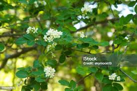 Attēlu rezultāti vaicājumam “Amelanchier spicata flower”