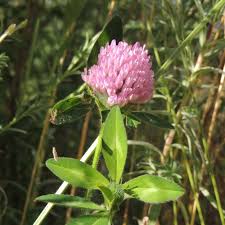 Attēlu rezultāti vaicājumam “Trifolium fragiferum flower”