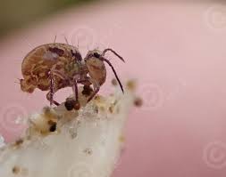 Attēlu rezultāti vaicājumam “Ptenothrix sp.”