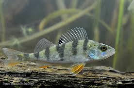 Image result for Perca fluviatilis