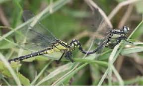 Attēlu rezultāti vaicājumam “Gomphus vulgatissimus”