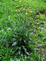 Attēlu rezultāti vaicājumam “Crepis biennis”