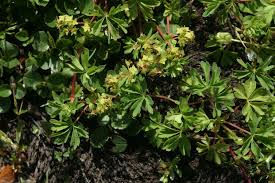 Attēlu rezultāti vaicājumam “Alchemilla subcrenata  flower”