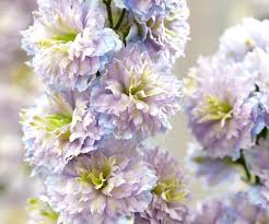 Attēlu rezultāti vaicājumam “Delphinium elatum  fruit”