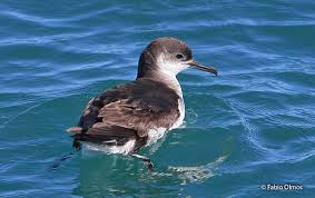 Image result for Puffinus puffinus