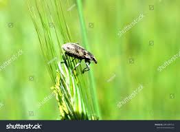 Attēlu rezultāti vaicājumam “Polydrusus tereticollis”