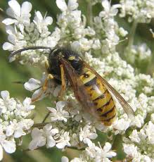 Attēlu rezultāti vaicājumam “Vespula rufa”