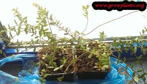 Attēlu rezultāti vaicājumam “Oxycoccus palustris leaf”