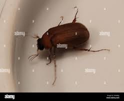 Attēlu rezultāti vaicājumam “Serica brunnea imago”