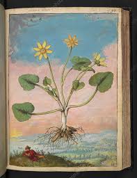 Attēlu rezultāti vaicājumam “Ficaria verna”