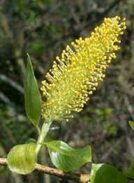 Attēlu rezultāti vaicājumam “Salix cinerea male flower”