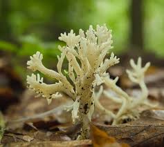 Attēlu rezultāti vaicājumam “Ramariopsis kunzei”