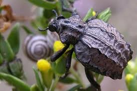 Image result for Brachycerus undatus