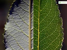 Attēlu rezultāti vaicājumam “Salix myrsinifolia leaf”