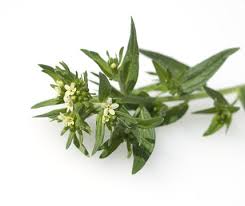 Attēlu rezultāti vaicājumam “Lithospermum officinale flower”