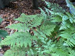 Attēlu rezultāti vaicājumam “Pteridium aquilinum”