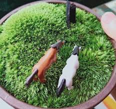 Attēlu rezultāti vaicājumam “Leucobryum glaucum”