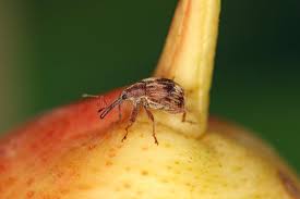 Attēlu rezultāti vaicājumam “Anthonomus pomorum”