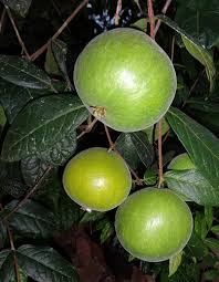 Attēlu rezultāti vaicājumam “Actaea spicata fruit”