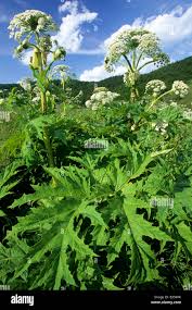 Image result for Heracleum sphondylium