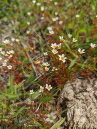Attēlu rezultāti vaicājumam “Saxifraga tridactylites”