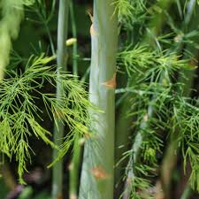 Attēlu rezultāti vaicājumam “Asparagus officinalis”
