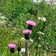 Attēlu rezultāti vaicājumam “Cirsium heterophyllum flower”
