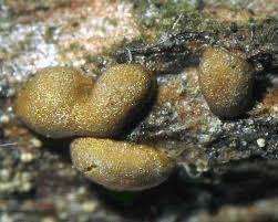 Attēlu rezultāti vaicājumam “Cribraria rubiginosa macro”