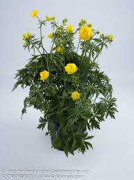 Image result for Trollblume