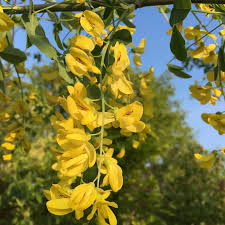 Attēlu rezultāti vaicājumam “Laburnum anagyroides flower”